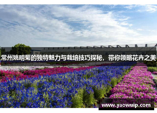 常州姚明菊的独特魅力与栽培技巧探秘，带你领略花卉之美
